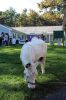 Filename=Marion-Palooza-110223-194.jpg
Filesize=135KiB
Dimensions=480x720
Date added=Nov 01, 2023 Marion-Palooza-110223-194.jpg