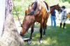 Filename=MarionHorseShow_0139.jpg
Filesize=288KiB
Dimensions=1082x720
Date added=Jul 07, 2016 MarionHorseShow_0139.jpg