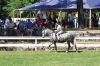 Filename=MarionHorseShow_7565.jpg
Filesize=306KiB
Dimensions=1082x720
Date added=Jul 07, 2016 MarionHorseShow_7565.jpg