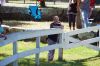 Filename=MarionHorseShow_7566.jpg
Filesize=236KiB
Dimensions=1082x720
Date added=Jul 07, 2016 MarionHorseShow_7566.jpg