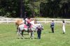Filename=MarionHorseShow_7653.jpg
Filesize=295KiB
Dimensions=1082x720
Date added=Jul 07, 2016 MarionHorseShow_7653.jpg