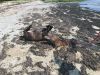 MiniHorse_2683.jpg
