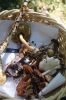 Filename=Mushroom_4151.jpg
Filesize=106KiB
Dimensions=480x720
Date added=Oct 03, 2018 Mushroom_4151.jpg