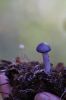 Filename=Mushroom_4249.jpg
Filesize=48KiB
Dimensions=480x720
Date added=Oct 03, 2018 Mushroom_4249.jpg