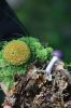 Filename=Mushroom_4276.jpg
Filesize=86KiB
Dimensions=480x720
Date added=Oct 03, 2018 Mushroom_4276.jpg
