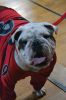 Filename=ORRpreRally_0839.jpg
Filesize=65KiB
Dimensions=480x720
Date added=Oct 25, 2017 ORRpreRally_0839.jpg