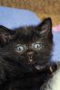 Filename=Octopurfest_4371.jpg
Filesize=72KiB
Dimensions=480x720
Date added=Oct 17, 2018 Octopurfest_4371.jpg