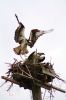 Filename=Osprey.jpg
Filesize=72KiB
Dimensions=480x720
Date added=Apr 13, 2016 Osprey.jpg