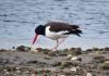 OysterCatcher_Ball_1.jpg