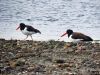 OysterCatcher_Ball_2.jpg