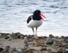 OysterCatcher_Ball_4.jpg