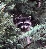 Parker_raccoon.jpg
