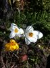 Filename=Photo-Flowers-2012-02-19-.jpg
Filesize=435KiB
Dimensions=1200x1607
Date added=Feb 26, 2012 Photo-Flowers-2012-02-19-.jpg