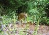 Filename=Pina_Coyote.jpg
Filesize=310KiB
Dimensions=995x720
Date added=Aug 23, 2023 Pina_Coyote.jpg