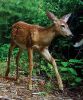 Filename=Pina_Deer_1.jpg
Filesize=164KiB
Dimensions=603x720
Date added=Aug 25, 2021 Pina_Deer_1.jpg