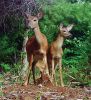 Filename=Pina_Deer_2.jpg
Filesize=192KiB
Dimensions=659x720
Date added=Aug 25, 2021 Pina_Deer_2.jpg