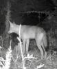 Filename=Pina_Fox.jpg
Filesize=69KiB
Dimensions=602x720
Date added=Aug 04, 2021 Pina_Fox.jpg