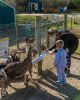 Filename=Pine-Meadow-Alpacas-5.jpg
Filesize=192KiB
Dimensions=576x720
Date added=Nov 24, 2020 Pine-Meadow-Alpacas-5.jpg