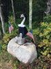 Filename=RBG_tribute.jpg
Filesize=228KiB
Dimensions=648x864
Date added=Sep 30, 2020 RBG_tribute.jpg