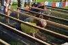 Filename=RCF1_0026.jpg
Filesize=102KiB
Dimensions=648x432
Date added=Aug 19, 2014 RCF1_0026.jpg