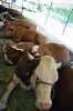 Filename=RCF_2014_0073.jpg
Filesize=170KiB
Dimensions=648x972
Date added=Aug 19, 2014 RCF_2014_0073.jpg