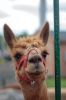 Filename=RCF_F_9360.jpg
Filesize=50KiB
Dimensions=478x720
Date added=Aug 23, 2018 RCF_F_9360.jpg