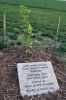 Filename=RO-ginkgo.jpg
Filesize=167KiB
Dimensions=480x720
Date added=Jun 29, 2017 RO-ginkgo.jpg