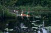 Filename=ROboat_0557.jpg
Filesize=238KiB
Dimensions=1200x801
Date added=May 30, 2012 ROboat_0557.jpg