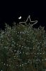 Filename=ROtreeLighting_2163.jpg
Filesize=100KiB
Dimensions=479x720
Date added=Dec 07, 2016 ROtreeLighting_2163.jpg