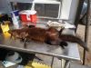 Filename=Rabies_6258.jpg
Filesize=197KiB
Dimensions=960x720
Date added=Apr 13, 2016 Rabies_6258.jpg