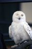 Filename=Raptors_0698.jpg
Filesize=90KiB
Dimensions=648x974
Date added=May 19, 2016 Raptors_0698.jpg