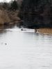 Filename=Renauld_Deer.jpg
Filesize=69KiB
Dimensions=540x720
Date added=Jan 09, 2019 Renauld_Deer.jpg