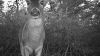 Filename=Robert_Pina_Deer.jpg
Filesize=182KiB
Dimensions=1280x720
Date added=Nov 29, 2023 Robert_Pina_Deer.jpg
