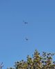 Filename=Scholter_Eagles.jpg
Filesize=53KiB
Dimensions=578x720
Date added=May 10, 2023 Scholter_Eagles.jpg