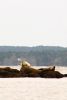 Filename=SeaLion_7539.jpg
Filesize=45KiB
Dimensions=487x720
Date added=Apr 13, 2016 SeaLion_7539.jpg