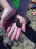 Filename=Seahorse_6357.jpg
Filesize=114KiB
Dimensions=648x864
Date added=Aug 26, 2020 Seahorse_6357.jpg