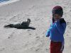 Filename=Seal-on-Beach.jpg
Filesize=248KiB
Dimensions=960x720
Date added=Feb 27, 2019 Seal-on-Beach.jpg