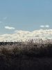 Filename=Shepley_6540.jpg
Filesize=85KiB
Dimensions=547x720
Date added=Jan 09, 2025 Shepley_6540.jpg