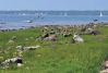 Filename=Shepley_Gull.jpg
Filesize=253KiB
Dimensions=1071x720
Date added=Jul 14, 2023 Shepley_Gull.jpg