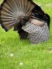 Filename=Shepley_Turkey.jpg
Filesize=150KiB
Dimensions=540x720
Date added=May 11, 2022 Shepley_Turkey.jpg