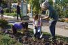Filename=Sippican-School-Garden-2.jpg
Filesize=358KiB
Dimensions=1083x720
Date added=Apr 27, 2016 Sippican-School-Garden-2.jpg