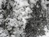 Filename=Snow_DG__0343.jpg
Filesize=154KiB
Dimensions=864x648
Date added=Feb 14, 2013 Snow_DG__0343.jpg