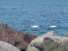 Filename=Swans.jpg
Filesize=122KiB
Dimensions=960x720
Date added=Feb 20, 2019 Swans.jpg