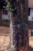 TREE_0002.jpg