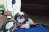 Filename=TherpyDog_2.jpg
Filesize=61KiB
Dimensions=648x432
Date added=May 19, 2016 TherpyDog_2.jpg