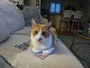 Filename=Tommy.jpg
Filesize=129KiB
Dimensions=960x720
Date added=Jul 19, 2023 Tommy.jpg
