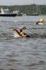 Filename=Triathlon_7890.jpg
Filesize=57KiB
Dimensions=480x720
Date added=Jul 17, 2019 Triathlon_7890.jpg