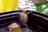 Filename=Turtle_Climb.jpg
Filesize=135KiB
Dimensions=1200x800
Date added=Aug 22, 2012 Turtle_Climb.jpg