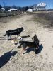 UpTo_Rachel-Perron-Walking-the-pups.jpg