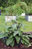 Filename=Veg-Gardens-082224-Mick-530.jpg
Filesize=132KiB
Dimensions=480x720
Date added=Aug 21, 2024 Veg-Gardens-082224-Mick-530.jpg